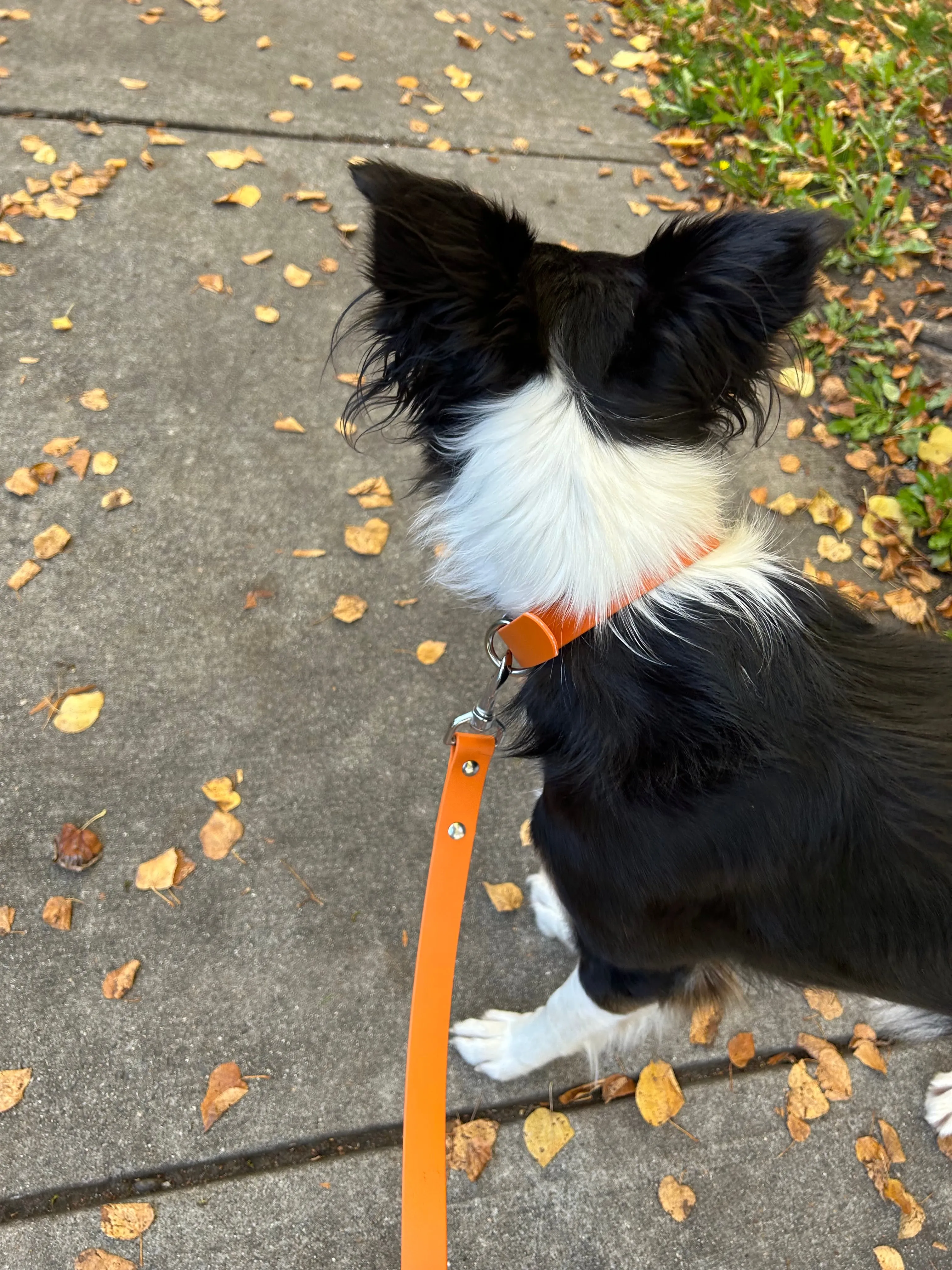 Limited Edition: Walk By Good Boy - the Any Way Lead - Pumpkin