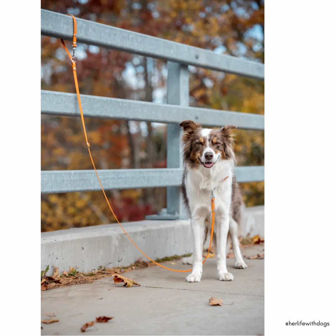 Limited Edition: Walk By Good Boy - the Any Way Lead - Pumpkin