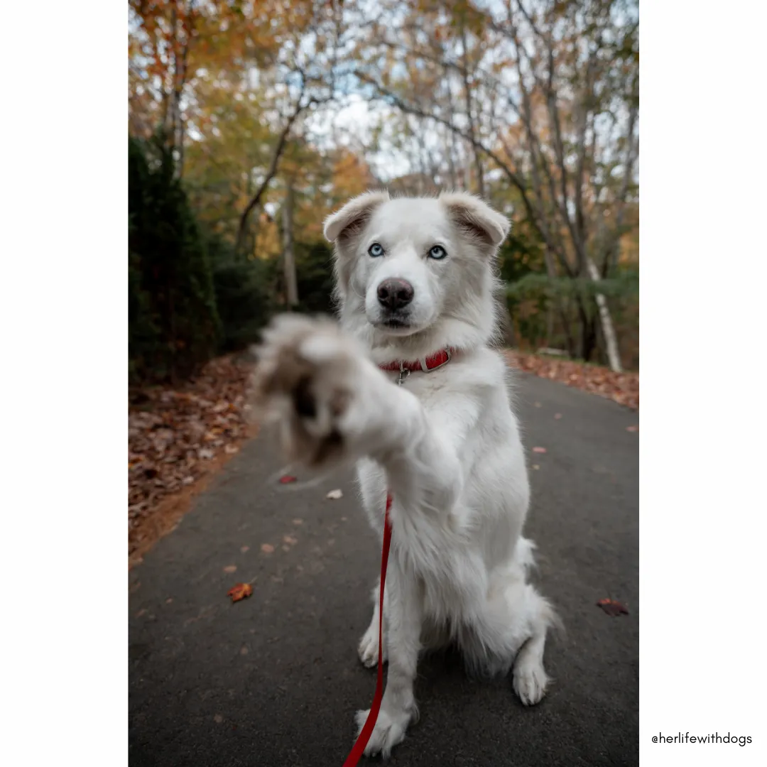 Walk By Good Boy - the Any Way Lead - Chili